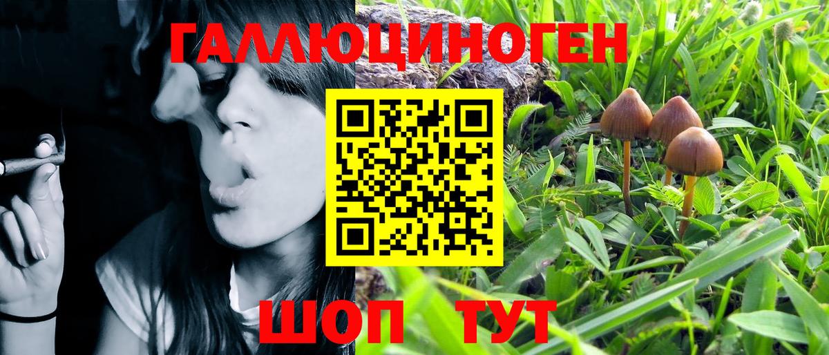Псилоцибиновые грибы Psilocybine cubensis  Гулькевичи 